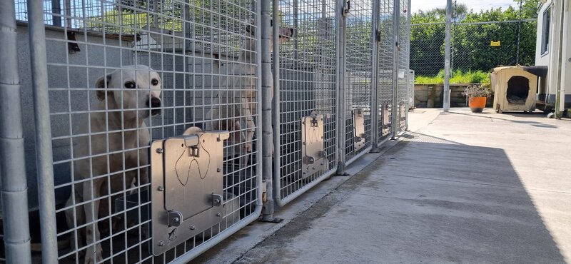 Custom Dog Feeder System